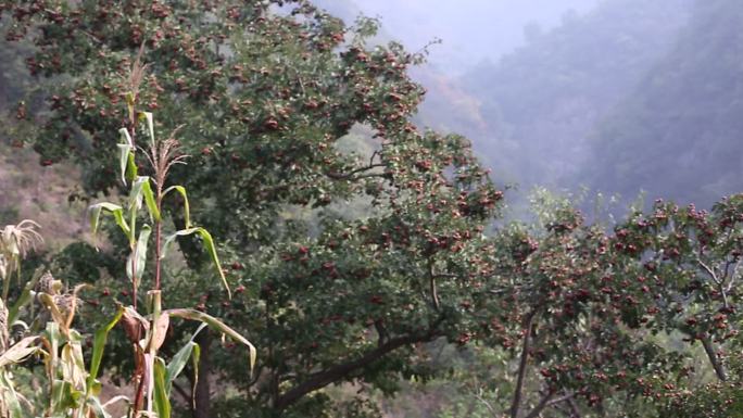 山上的果树栗子树山楂树山景