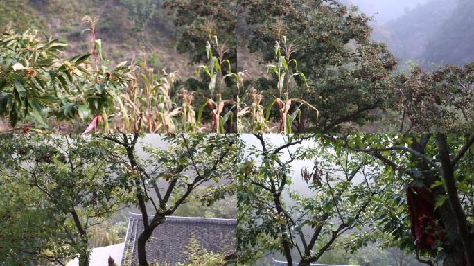 山上的果树栗子树山楂树山景