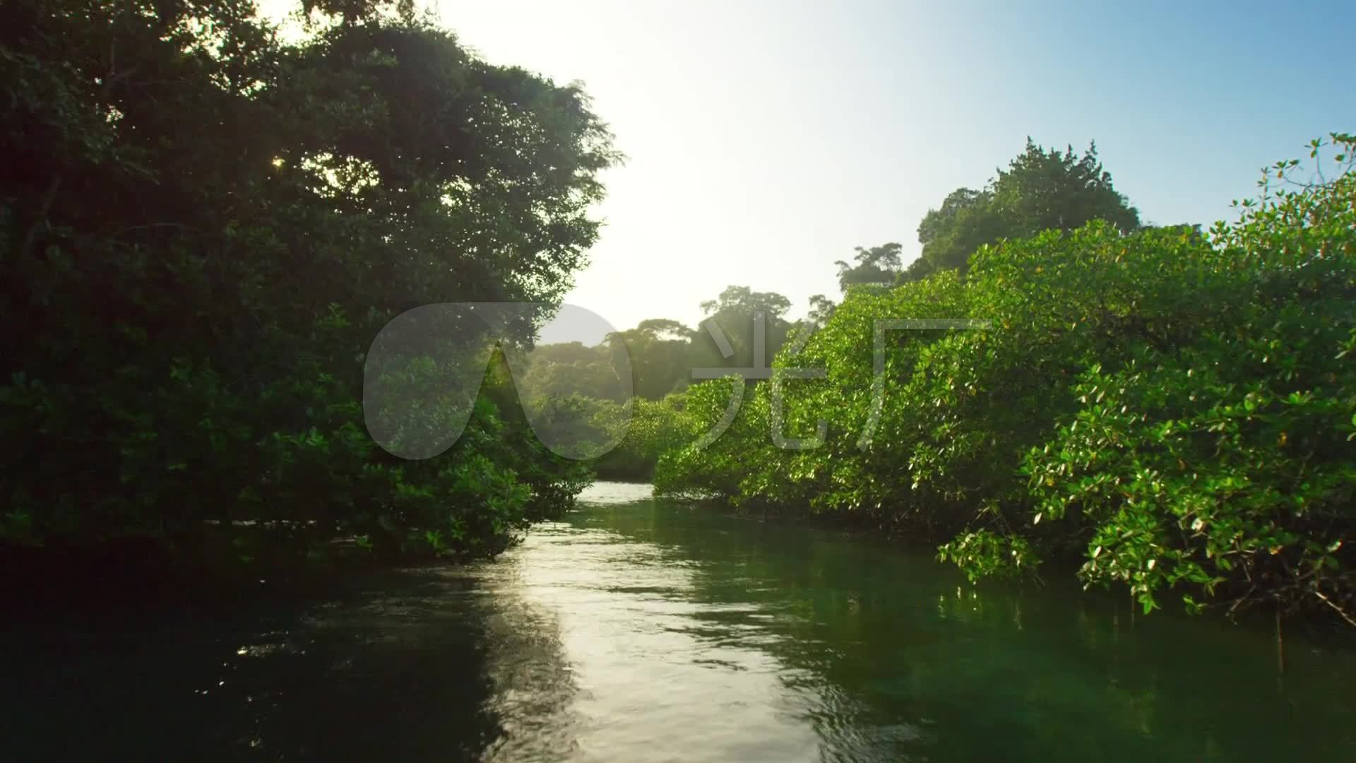 亚马逊原始森林河流_1920X1080_高清视频素