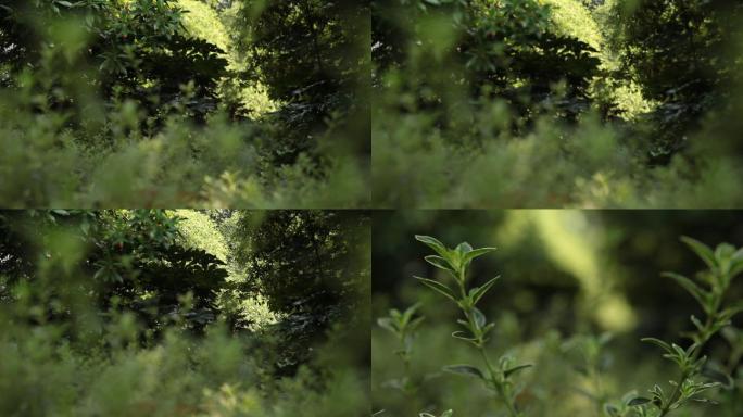 虚实变化草丛视频实拍素材空镜花草丛林绿色