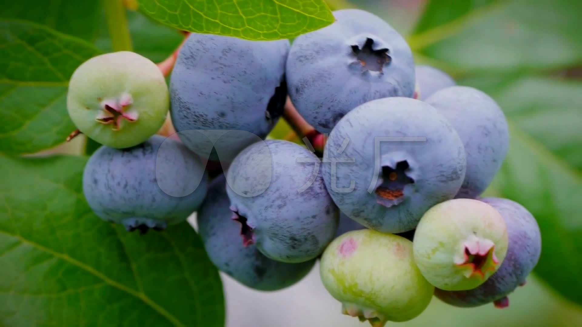 蓝莓农场图片大全-蓝莓农场高清图片下载-觅知网