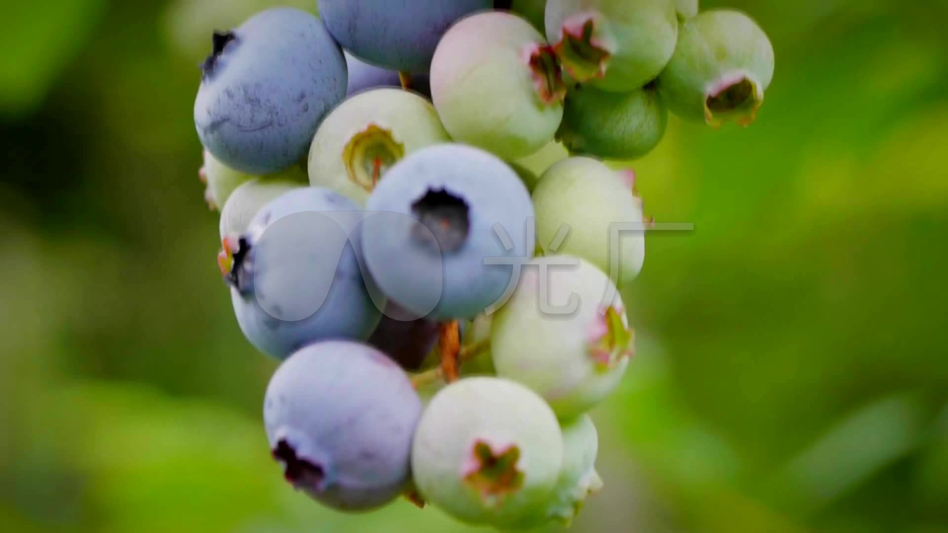 2颗蓝莓种一个盆,蓝莓两颗挨在一起种吗,蓝莓适合盆栽吗_大山谷图库