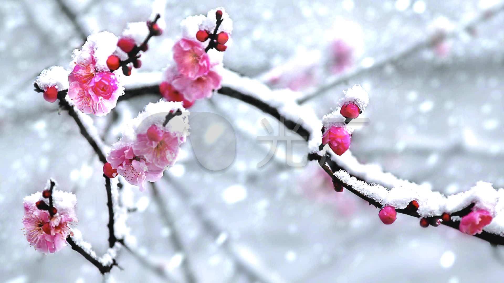 雪红梅花图片大全大图,红梅花的图片大全大图,雪中梅花图片大全大图_大山谷图库