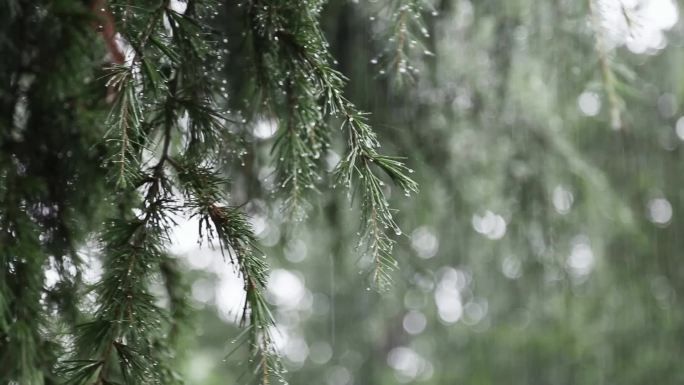 雨天松针