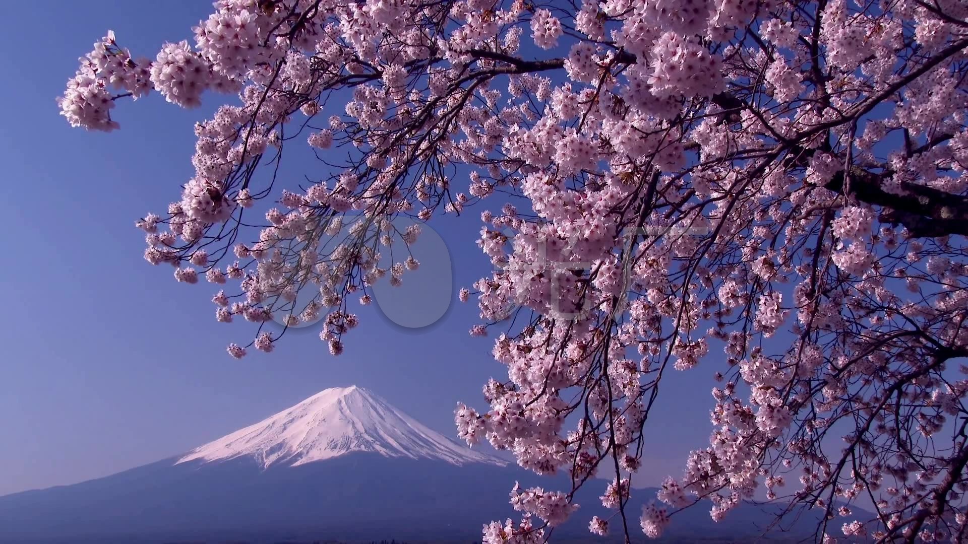 日本樱花图片漂亮美景电脑桌面壁纸-壁纸图片大全