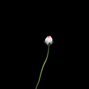白莲花旋转视频素材下载 白莲花旋转ae模板下载 Vj师网