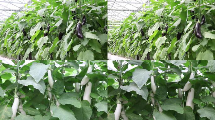 现代种植温室大棚蔬菜茄子