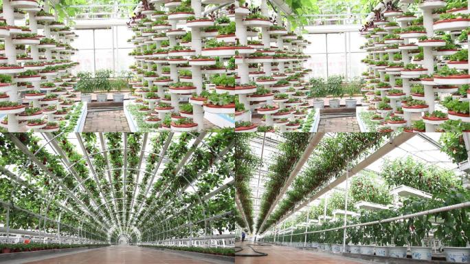 现代蔬菜种植农业科技大棚温室实拍