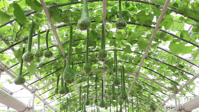 现代种植温室大棚蔬菜葫芦架
