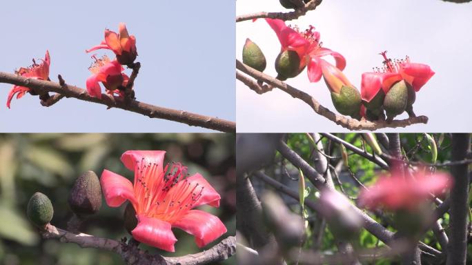 攀枝花木棉花镜头
