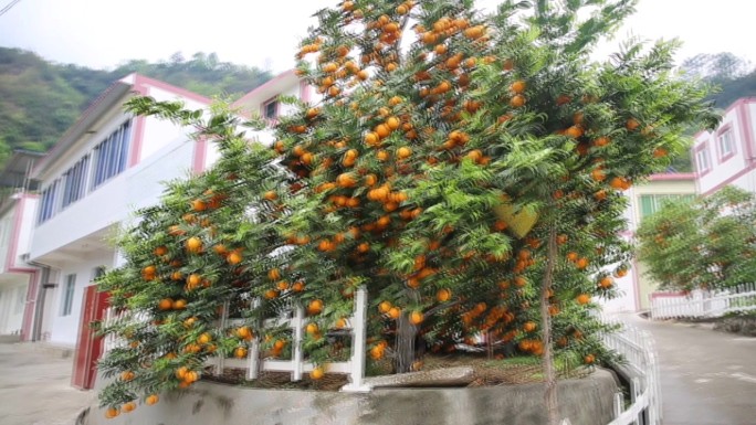 丰收橘子
