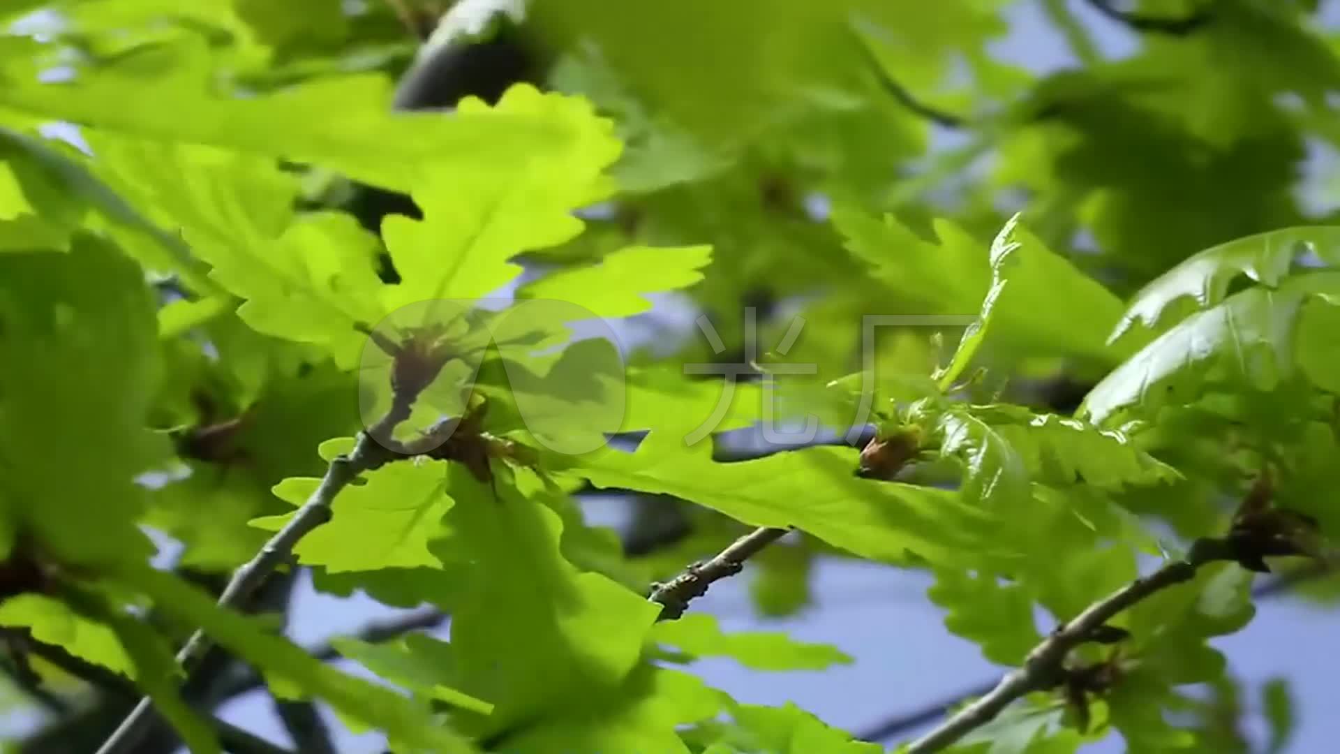 樹木綠葉春夏秋冬四季變化視頻