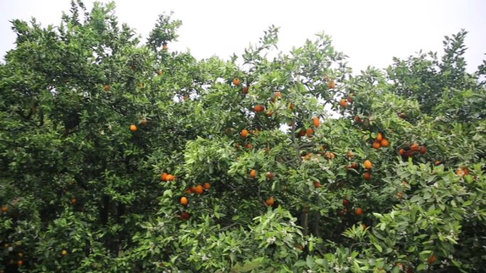 自然奇覌花果同树橘子
