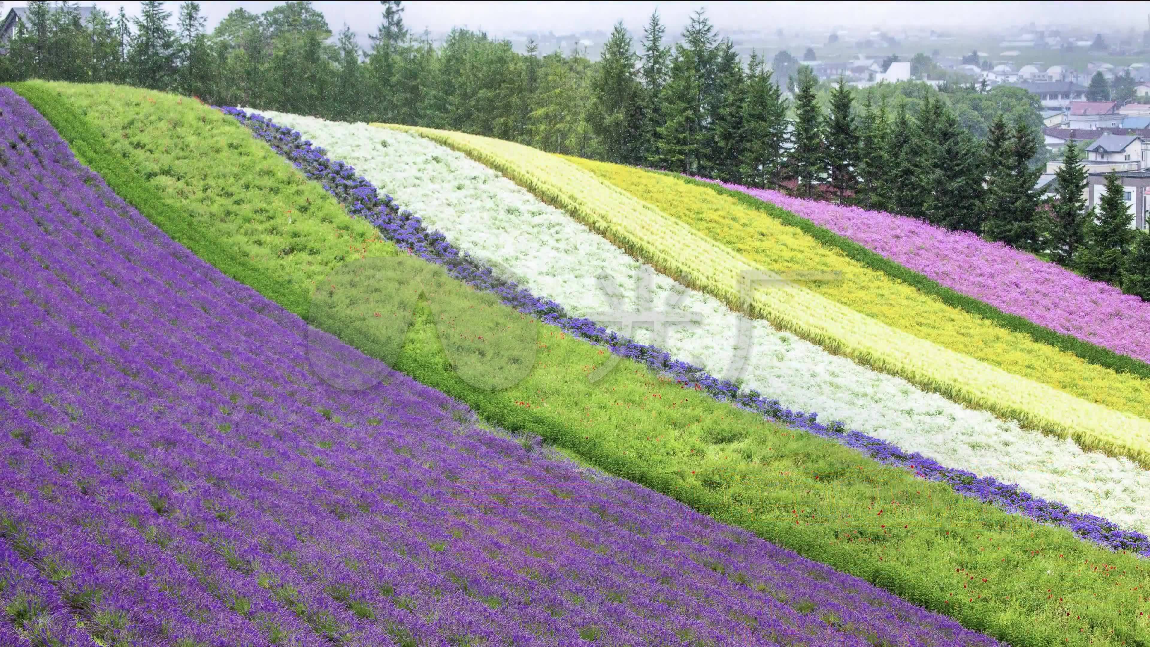 4k薰衣草花卉種植園農田花田稻田