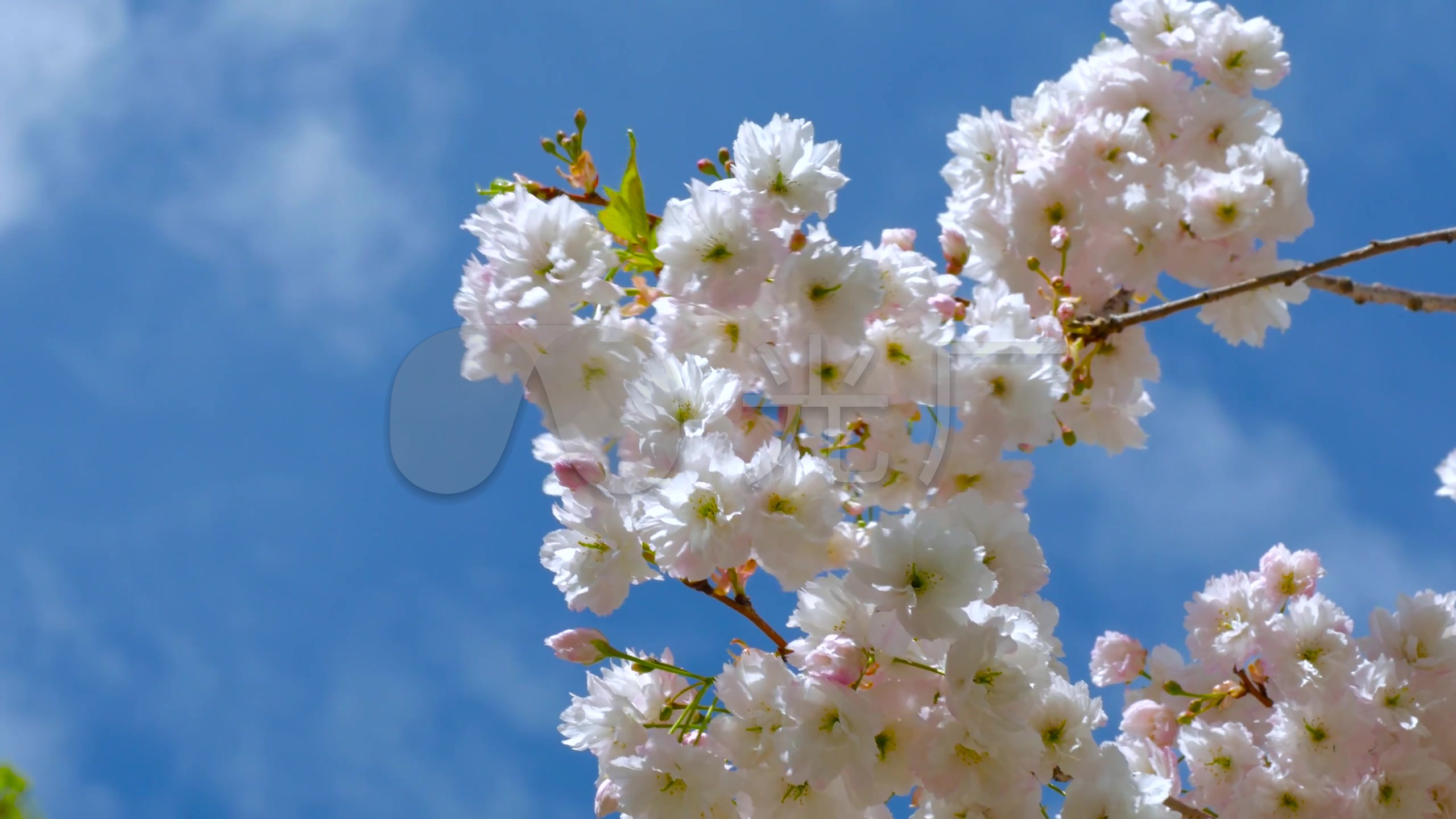 4k风景 日本樱花灿烂时