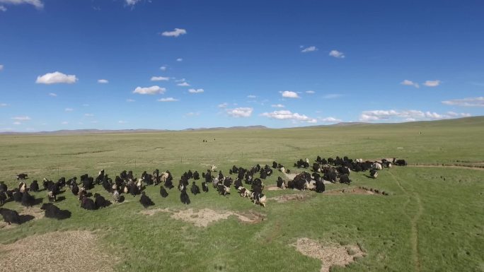 航拍西藏牦牛