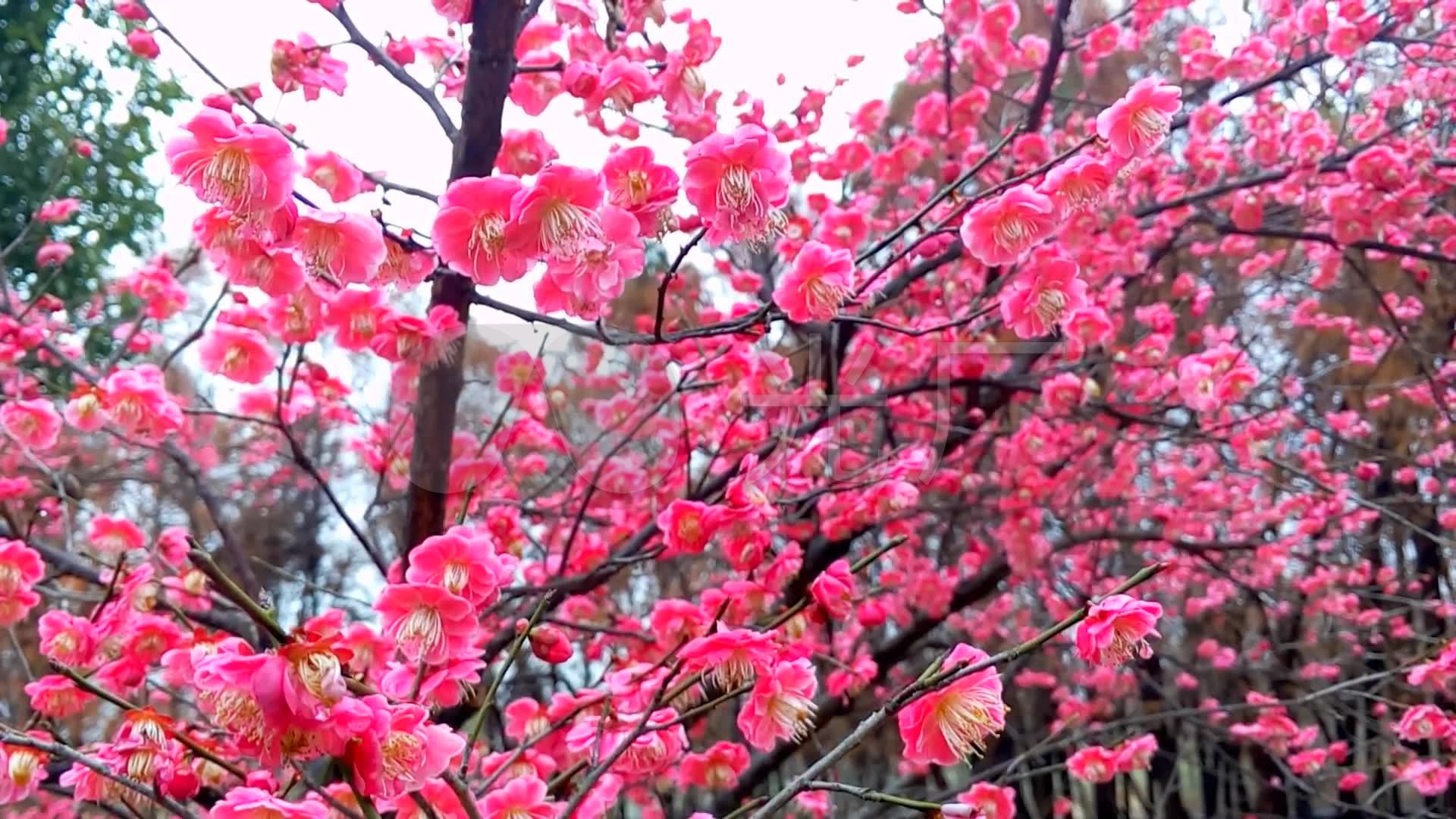 高清晰紫红梅花壁纸-欧莱凯设计网