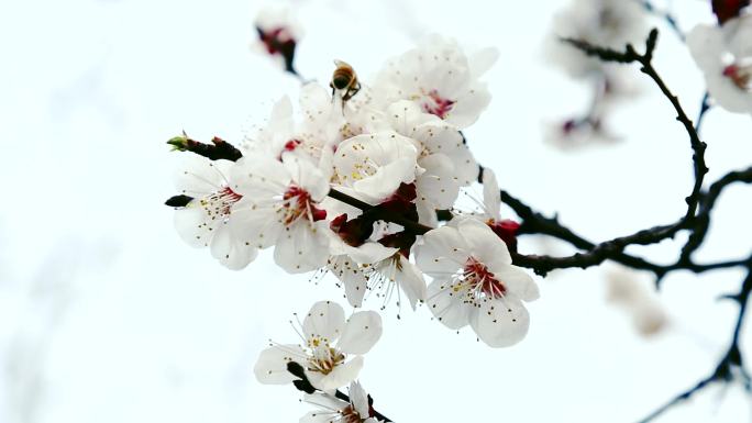 实拍蜜蜂桃花采蜜