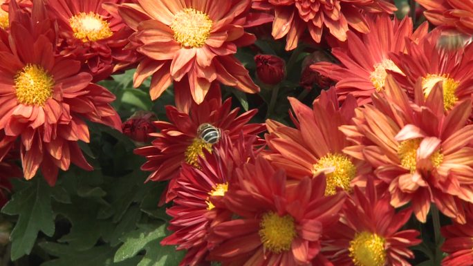 菊花蜜蜂1