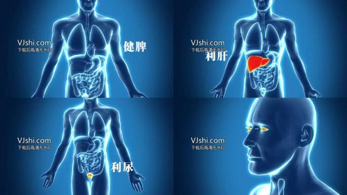 人体骨骼肌肉经络神经大脑医疗器械展示