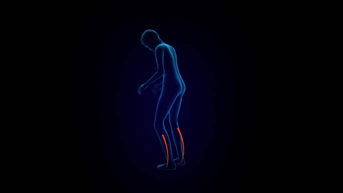 人体膝盖、腰椎、颈椎经络动画