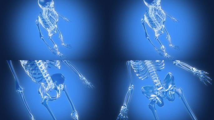人体骨骼机理三维动画