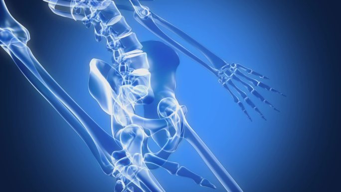 人体盘骨3D模型运动医学人体骨骼