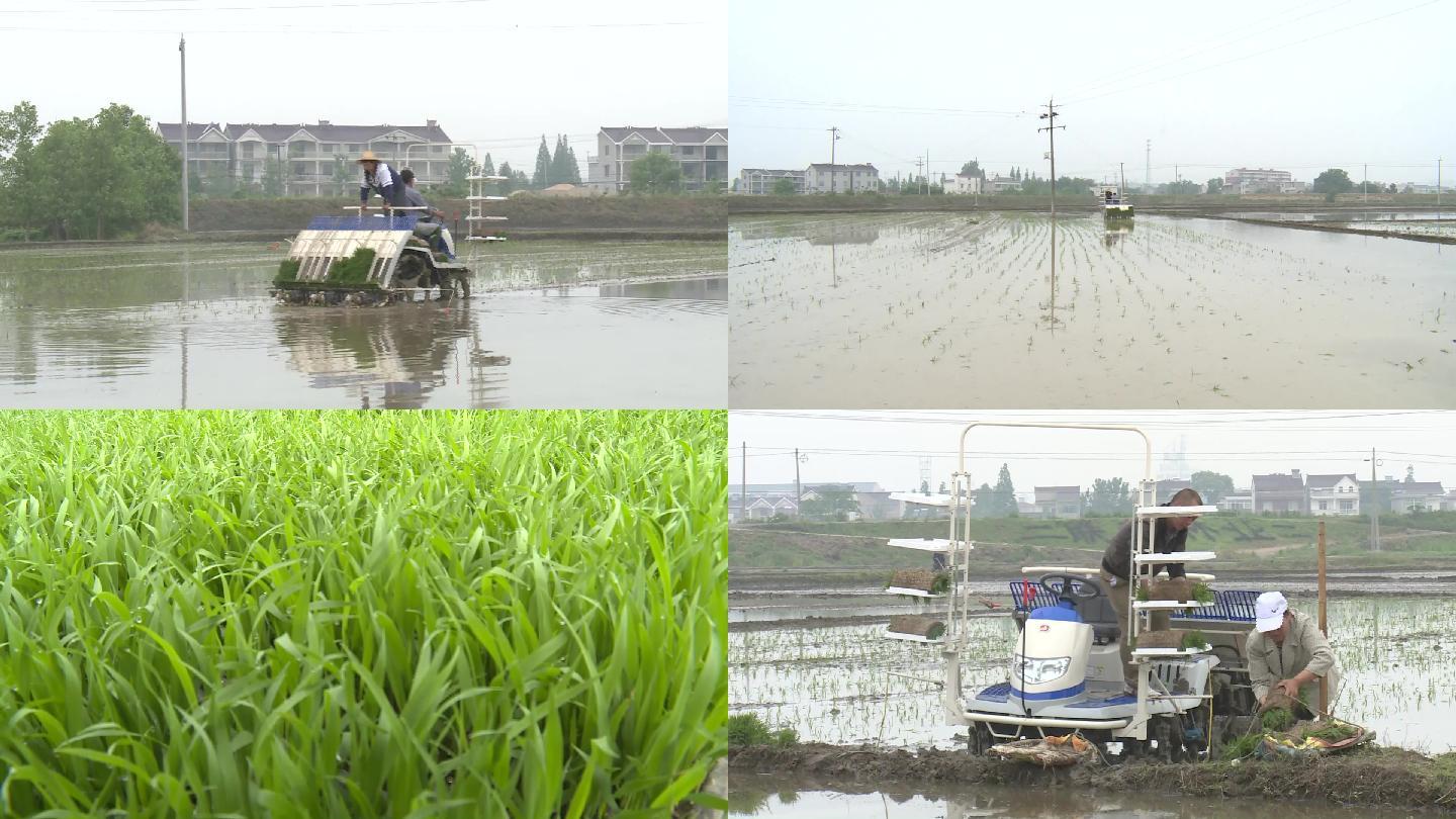 农民春耕机插秧实拍高清视频