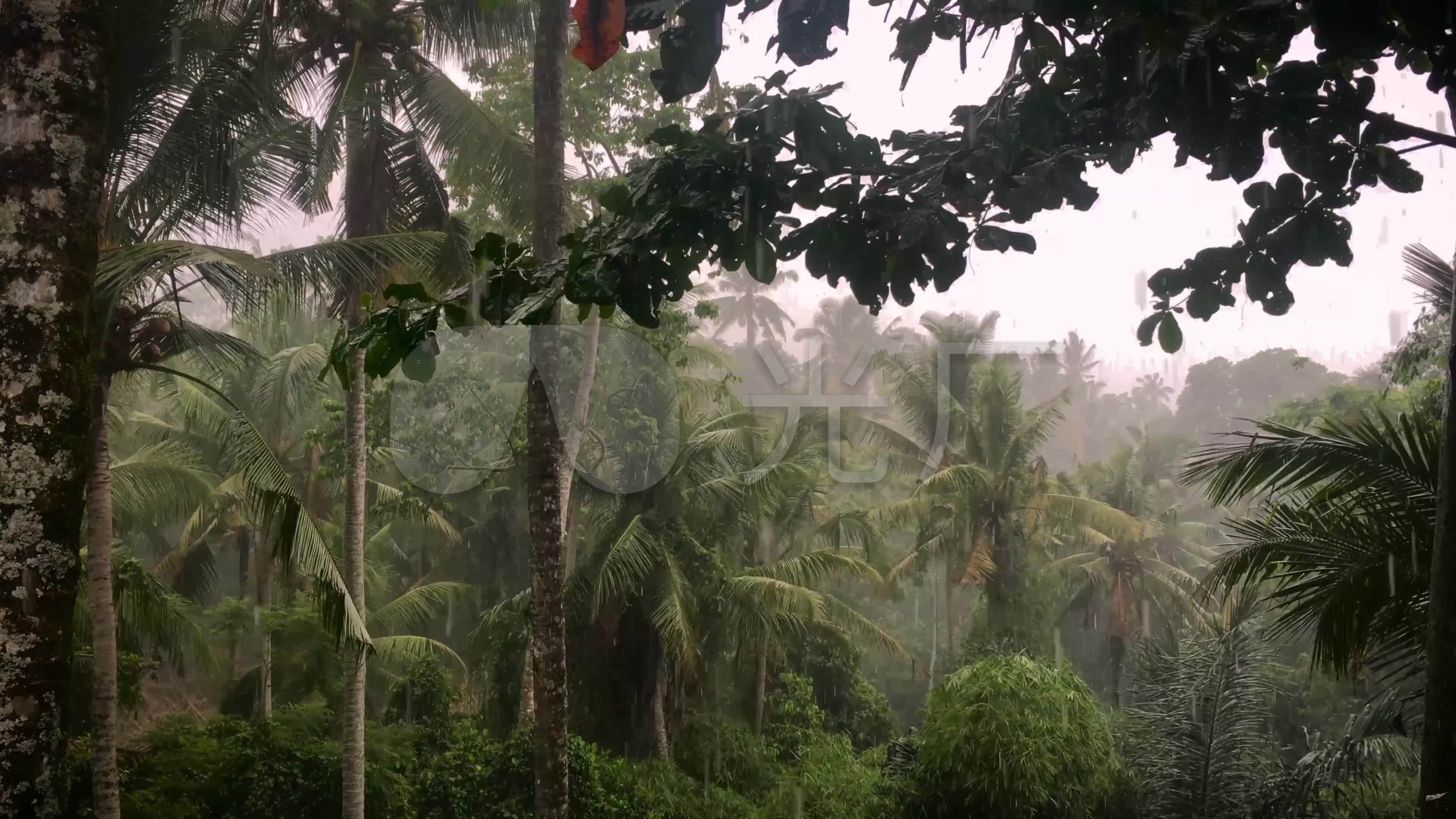 雨后的森林 - 花粉随手拍在一起 就可以 花粉俱乐部