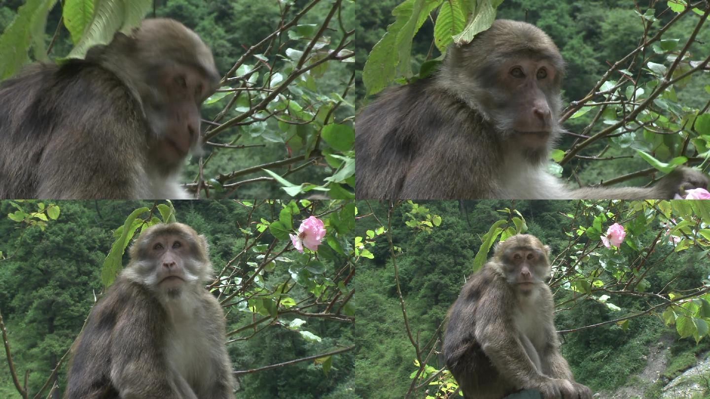 高清实拍丛林动物猩猩