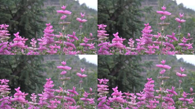 实拍野花、鼠尾草