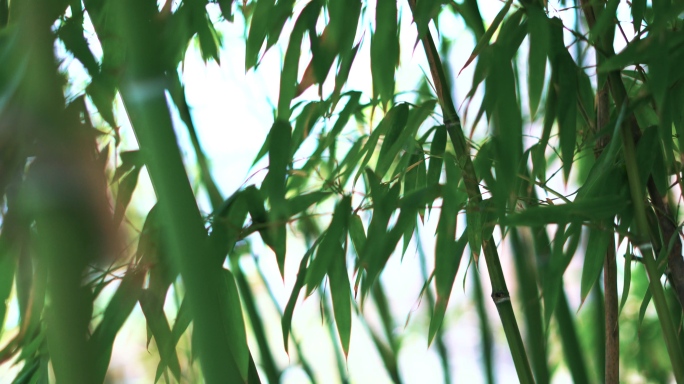 竹子竹叶4K超高清实拍素材