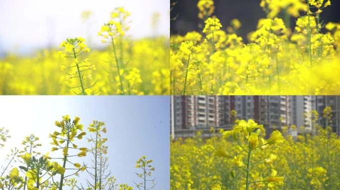 油菜花高清实拍素材航拍油菜花特