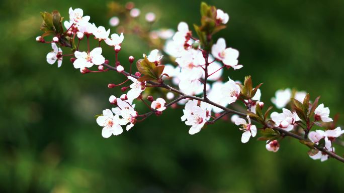 4K超高清春天花开时节