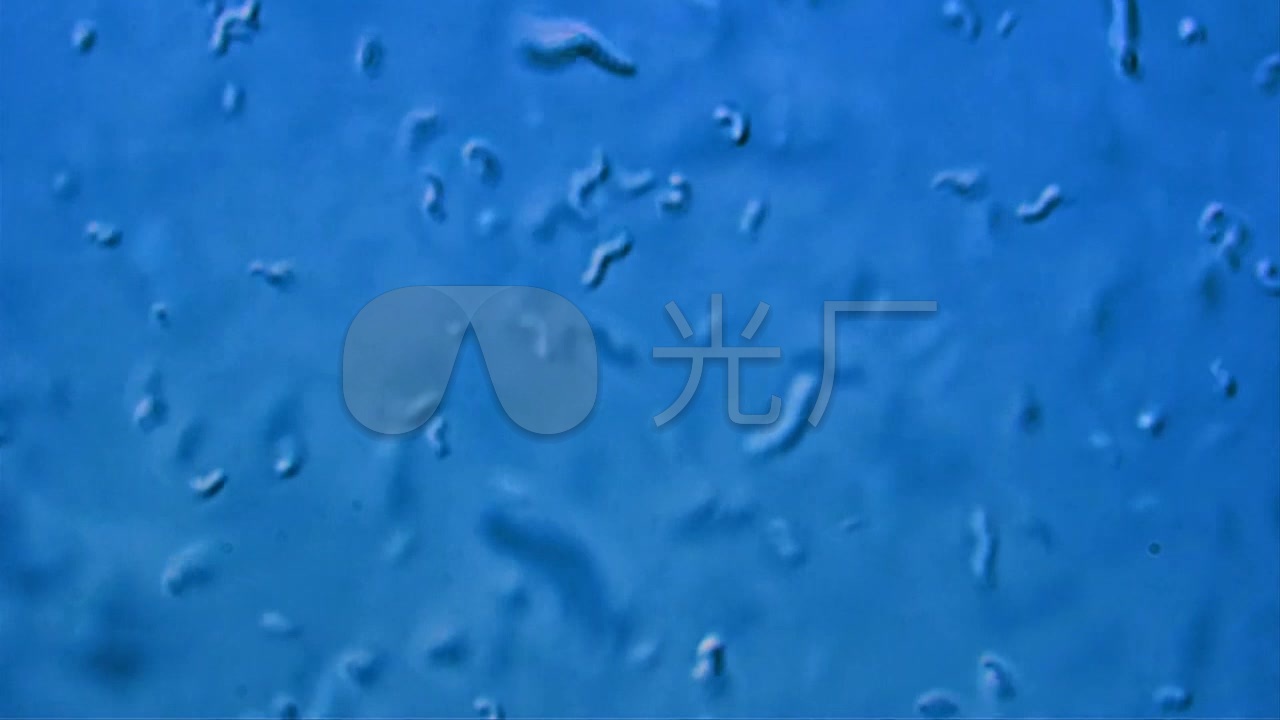 显微镜下的微生物细菌视频素材_1280X720_高