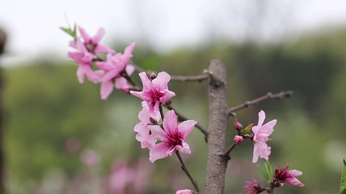 桃花素材