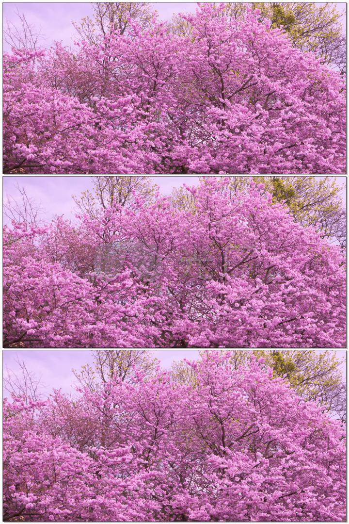 4k桃花林