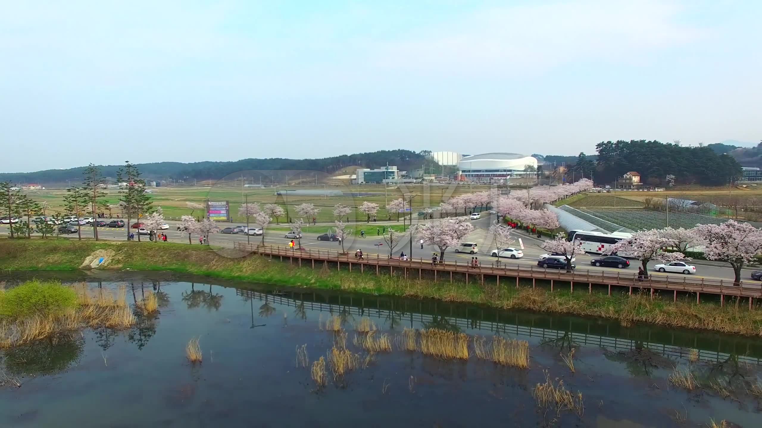 韩国江原道樱花花枝花朵堤岸赏花9158