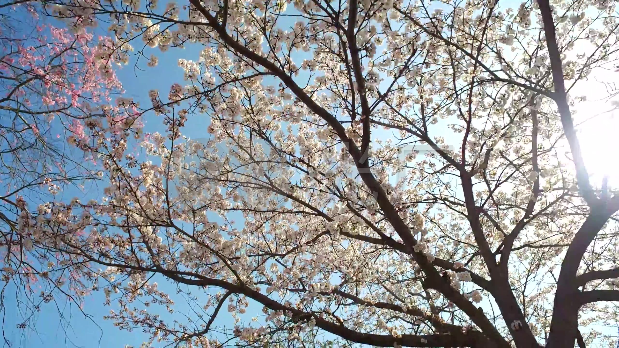 韩国江原道樱花花枝花朵堤岸赏花9158