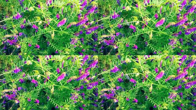 紫花盛开2