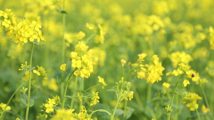 油菜花田地