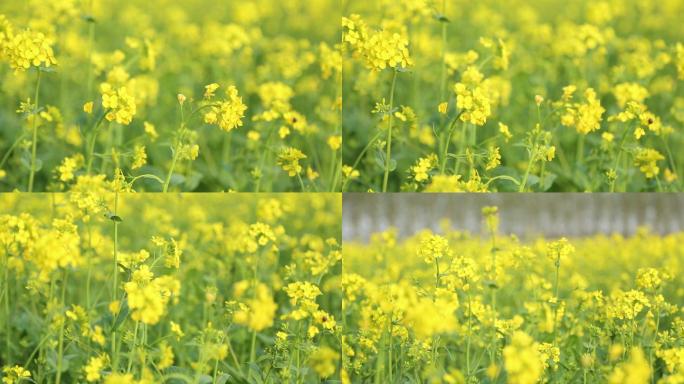 油菜花田地