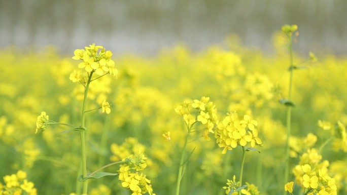 油菜花田地55