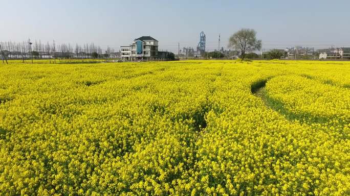 油菜花海