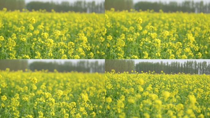 油菜花田地