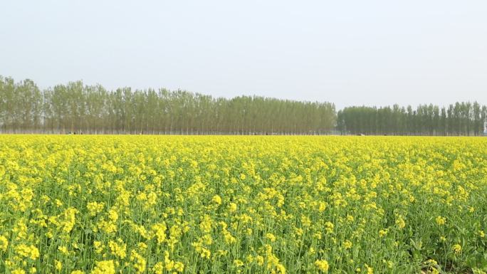 油菜花田地