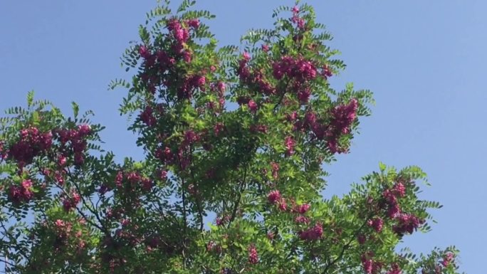 槐花花红色粉红色槐花槐树