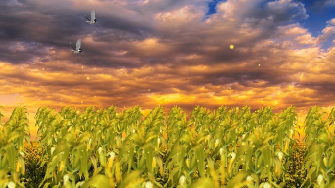 玉米地，天空，小鸟