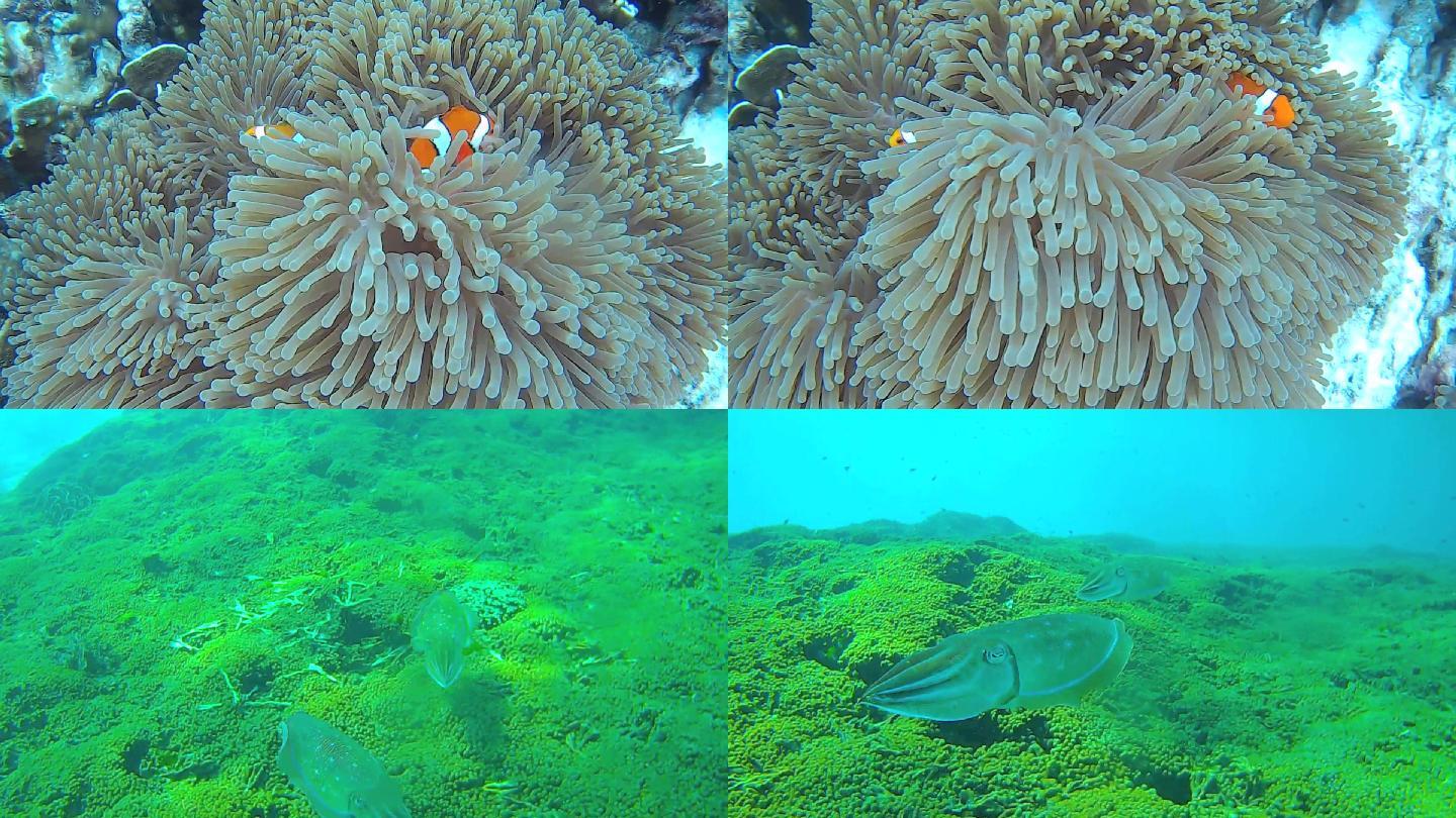 海鱼