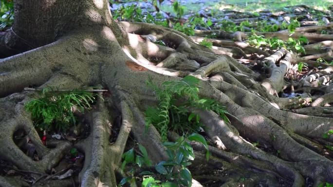 树根叶落归根盘根错节错综复杂